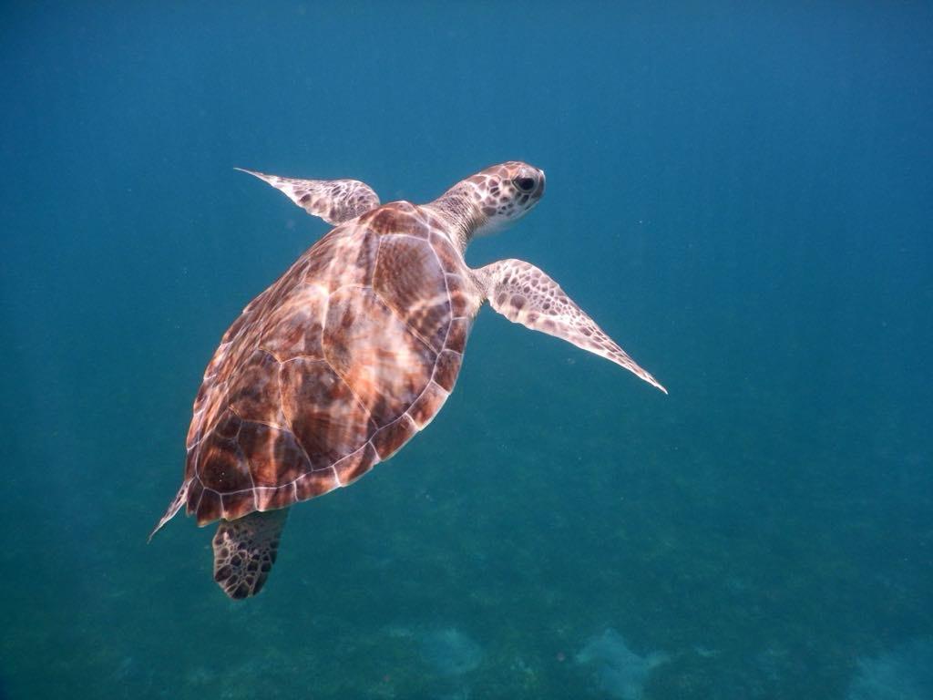 Snorkeling 2